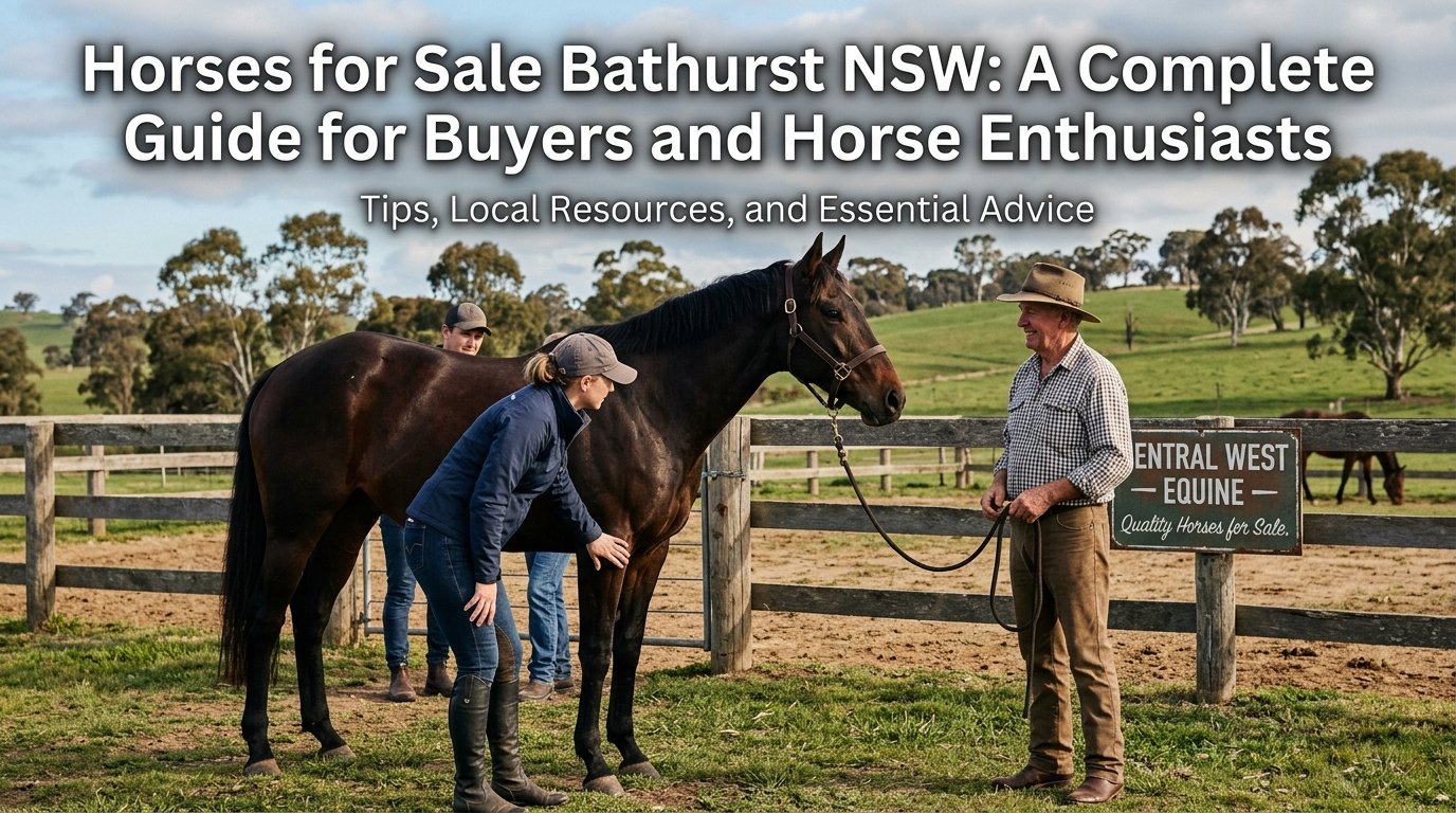 horses for sale Bathurs